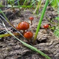 Psilocybe coprophila image