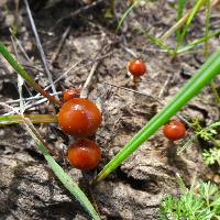 Psilocybe coprophila image