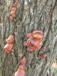 Flammulina velutipes image
