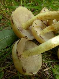 Hypholoma fasciculare image