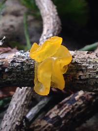 Tremella mesenterica image