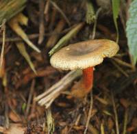 Hygrophoropsis aurantiaca image