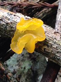 Tremella mesenterica image