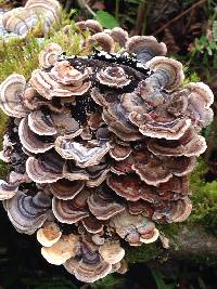 Trametes versicolor image