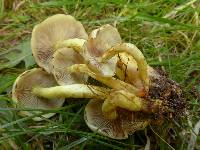 Hypholoma fasciculare image