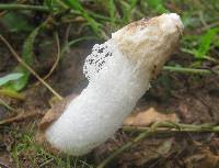 Phallus indusiatus image