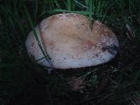 Amanita novinupta image