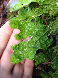 Lobaria pulmonaria image