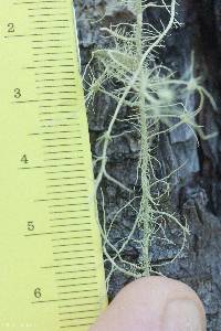 Usnea intermedia image