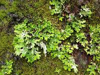 Lobaria pulmonaria image