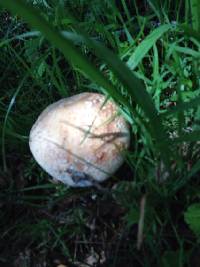 Amanita novinupta image