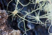 Usnea intermedia image