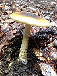 Amanita augusta image