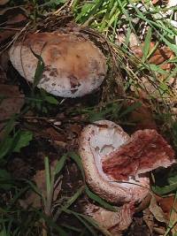 Amanita novinupta image