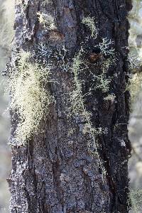 Usnea intermedia image