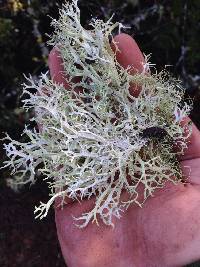 Evernia prunastri image