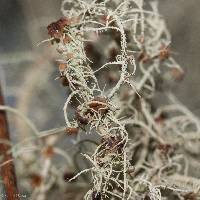 Usnea intermedia image