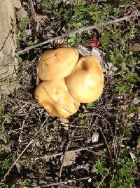 Agrocybe pediades image