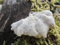 Schizophyllum commune image