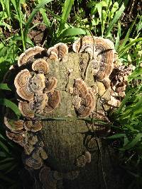Trametes versicolor image