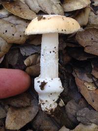 Amanita velosa image