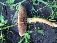 Agrocybe praecox image