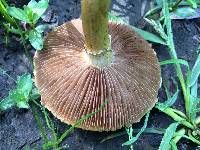 Agrocybe praecox image