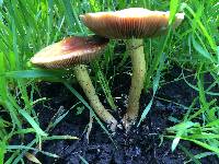 Agrocybe praecox image