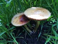 Agrocybe praecox image