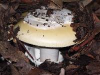 Amanita vernicoccora image