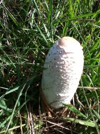 Coprinus comatus image