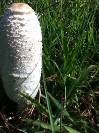 Coprinus comatus image