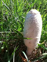 Coprinus comatus image