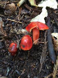 Hygrocybe coccinea image