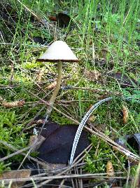 Image of Psathyrella longipes