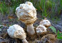 Agaricus texensis image