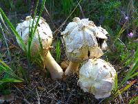 Agaricus texensis image