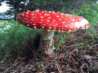 Amanita muscaria image