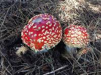 Amanita muscaria image