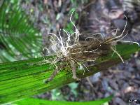 Image of Cordyceps tuberculata