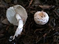 Image of Chlorophyllum brunneum