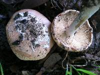 Amanita velosa image