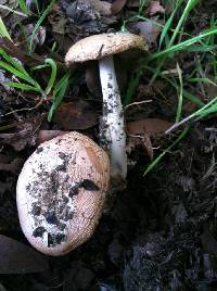 Amanita velosa image