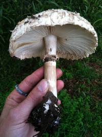 Chlorophyllum brunneum image