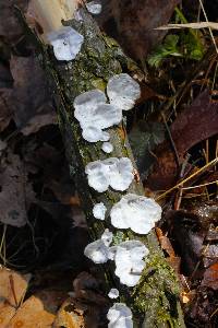 Poronidulus conchifer image