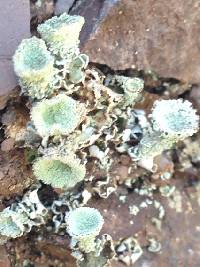 Cladonia chlorophaea image