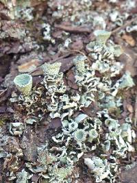 Cladonia chlorophaea image