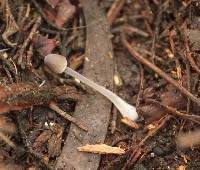 Mycena abramsii image