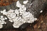 Schizophyllum commune image