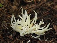 Clavaria fragilis image